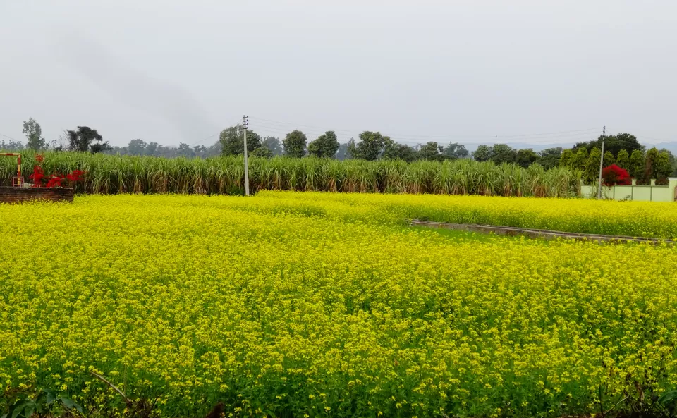 Photo of Balliwala, Balliwala, Dehradun, Uttarakhand, India by nitesh ranga