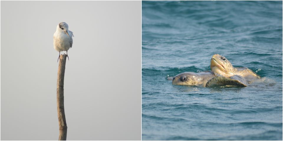 Photo of Arribada ~ Witness Five Lakh Turtles On This Odisha Beach by Varun Suchday