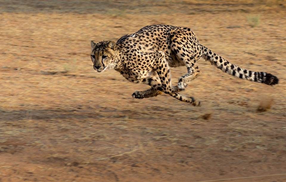 Photo of Beautiful Beaches, Wildest Jungles And More Await You In These 6 Visa-Free African Countries by Varun Suchday