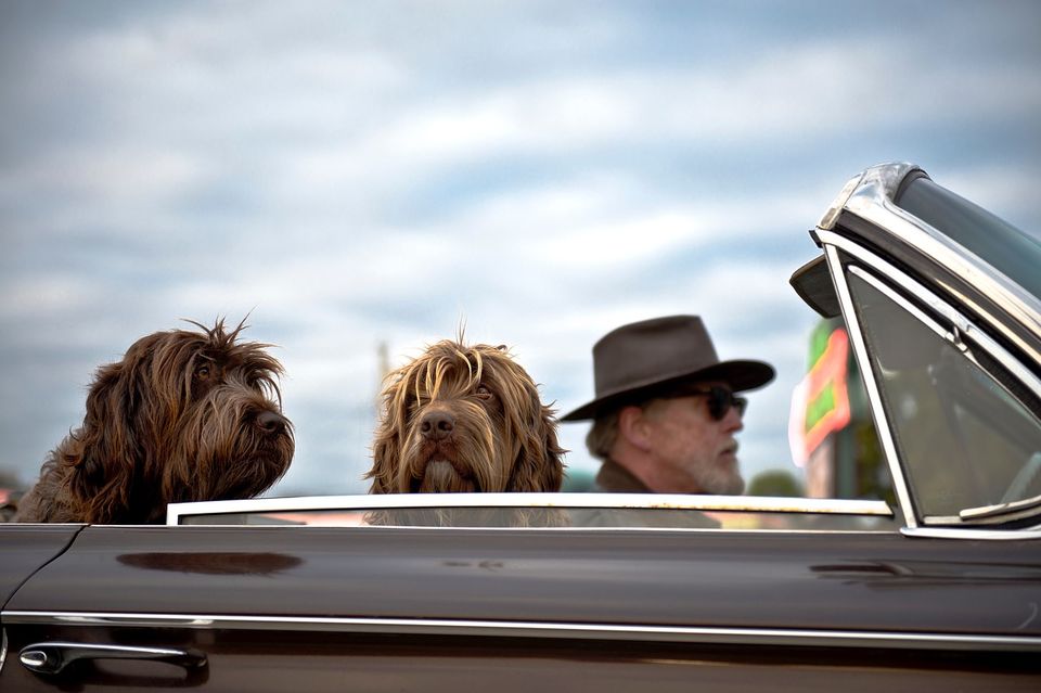 Photo of Two Dogs, 100 Days And A 10,000 km Journey Across India by Varun Suchday