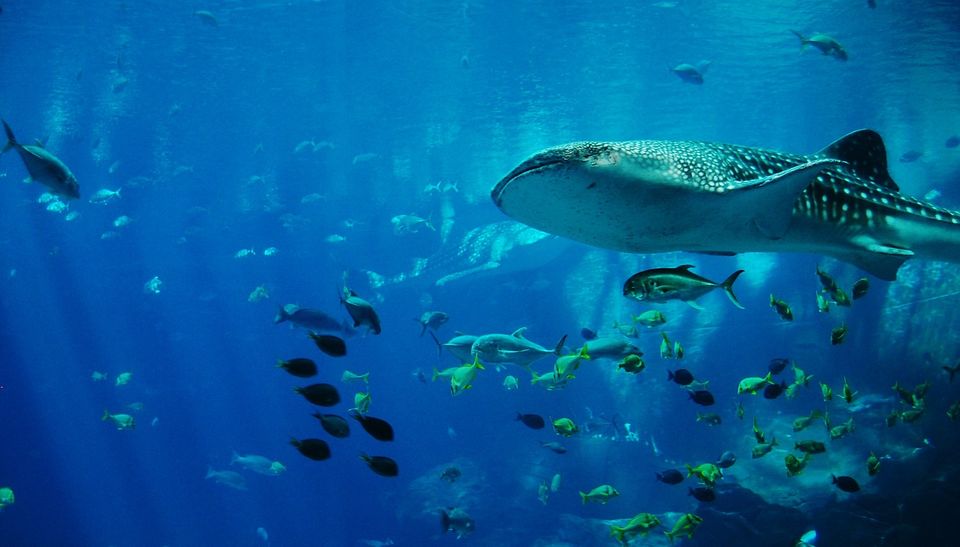 Photo of Five Secret Diving Spots In Asia Where You Can Swim With The Magical Beings Of The Underworld by Varun Suchday