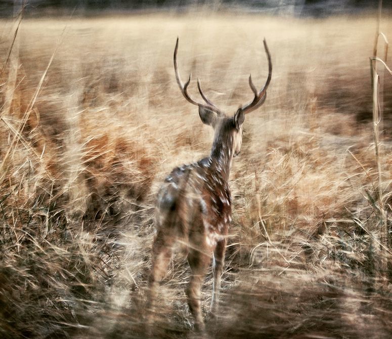Photo of Ranthambore National Park, Rajasthan by Varun Suchday