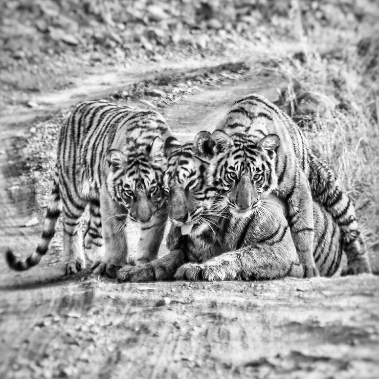 Photo of Secrets Of Ranthambore... That Locals Don't Want You To Know by Varun Suchday