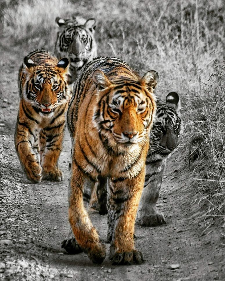 Photo of Secrets Of Ranthambore... That Locals Don't Want You To Know by Varun Suchday