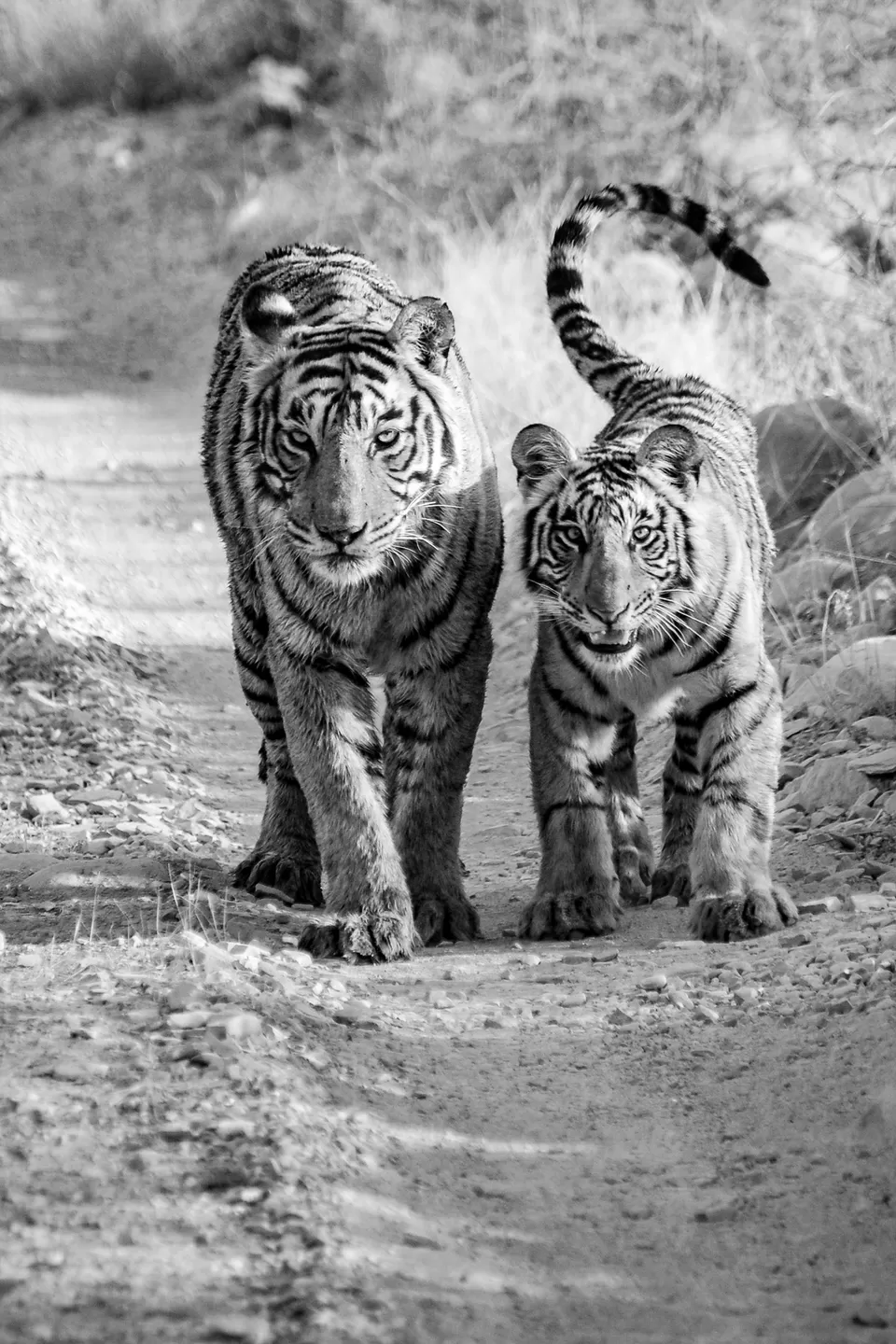 Photo of Secrets Of Ranthambore... That Locals Don't Want You To Know by Varun Suchday