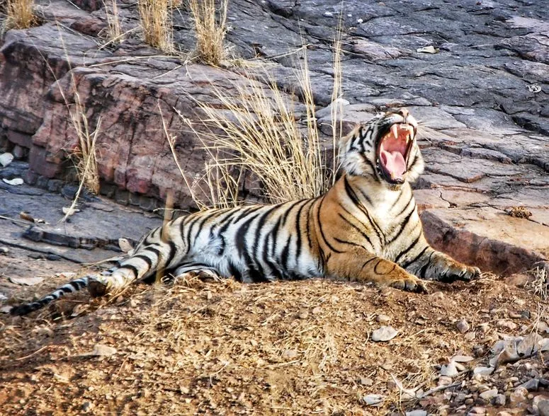 Photo of Secrets Of Ranthambore... That Locals Don't Want You To Know by Varun Suchday