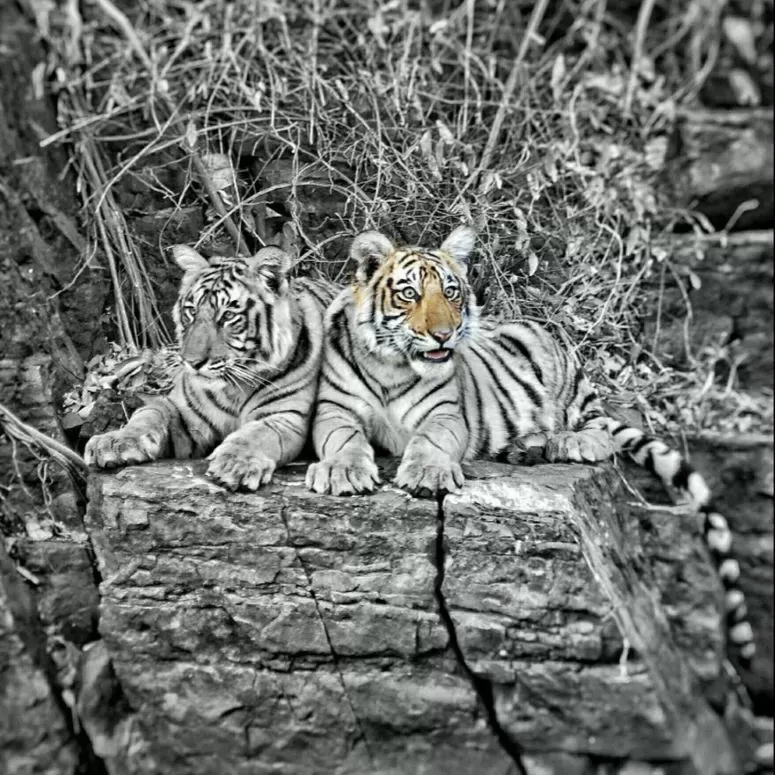 Photo of Secrets Of Ranthambore... That Locals Don't Want You To Know by Varun Suchday