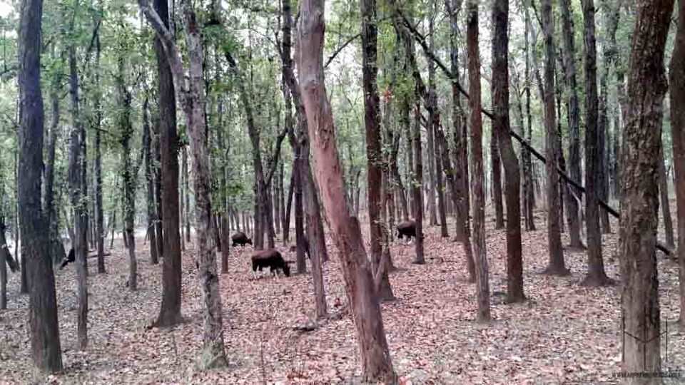 Photo of Kanha Tiger Reserve, Madhya Pradesh, India by Prathamesh Avachare