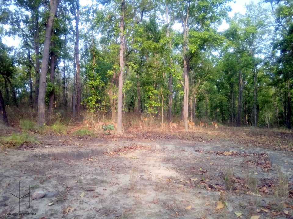 Photo of Kanha Tiger Reserve, Madhya Pradesh, India by Prathamesh Avachare