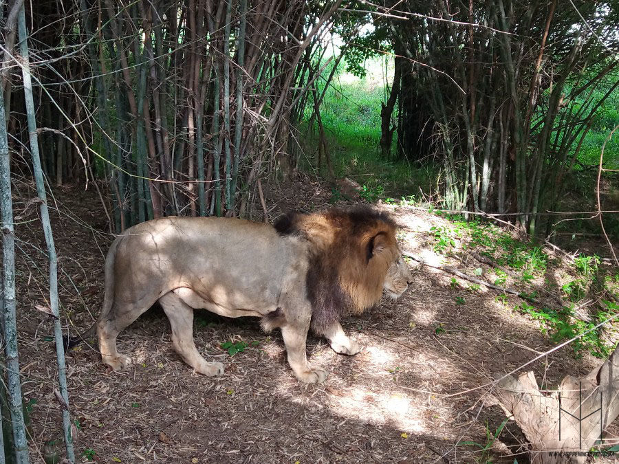 Photo of Bannerghatta National Park, Bannerghatta Road, Bannerughatta, Bengaluru, Karnataka, India by Prathamesh Avachare