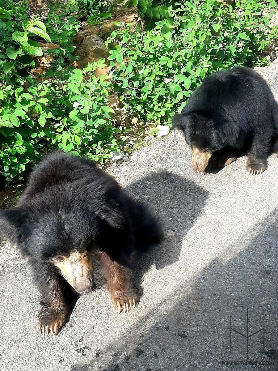 Photo of Bannerghatta National Park, Bannerghatta Road, Bannerughatta, Bengaluru, Karnataka, India by Prathamesh Avachare