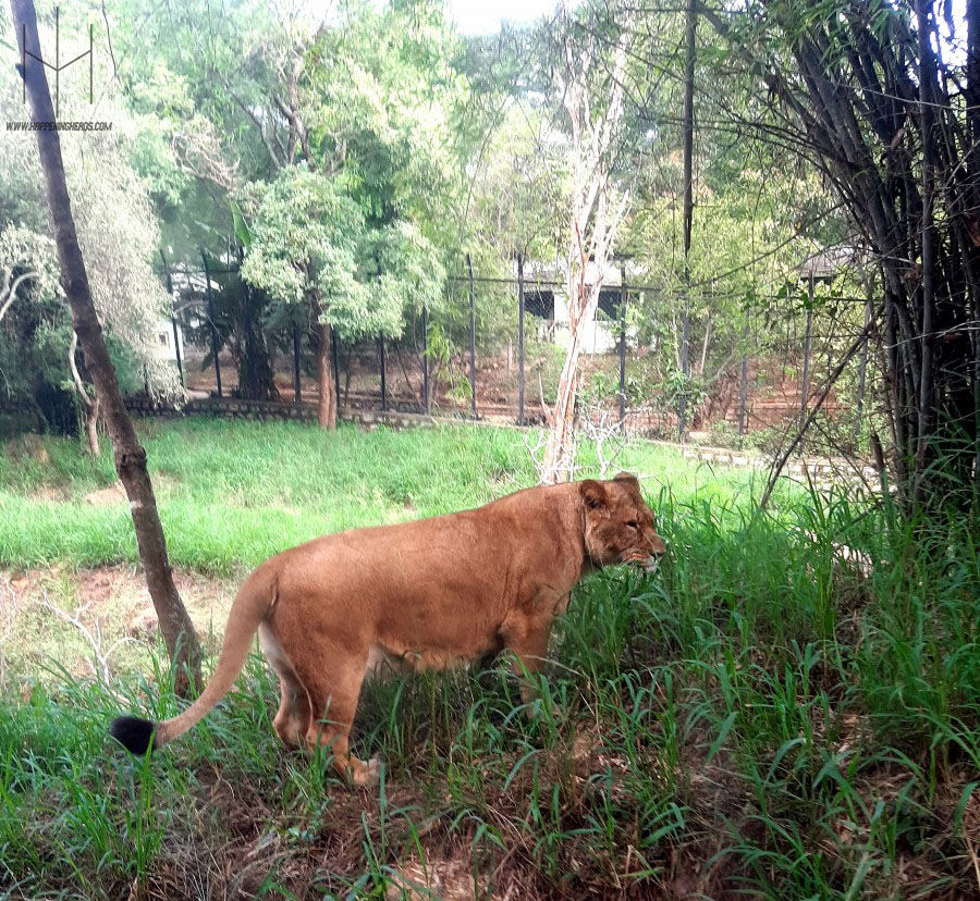 Photo of Bannerghatta National Park, Bannerghatta Road, Bannerughatta, Bengaluru, Karnataka, India by Prathamesh Avachare