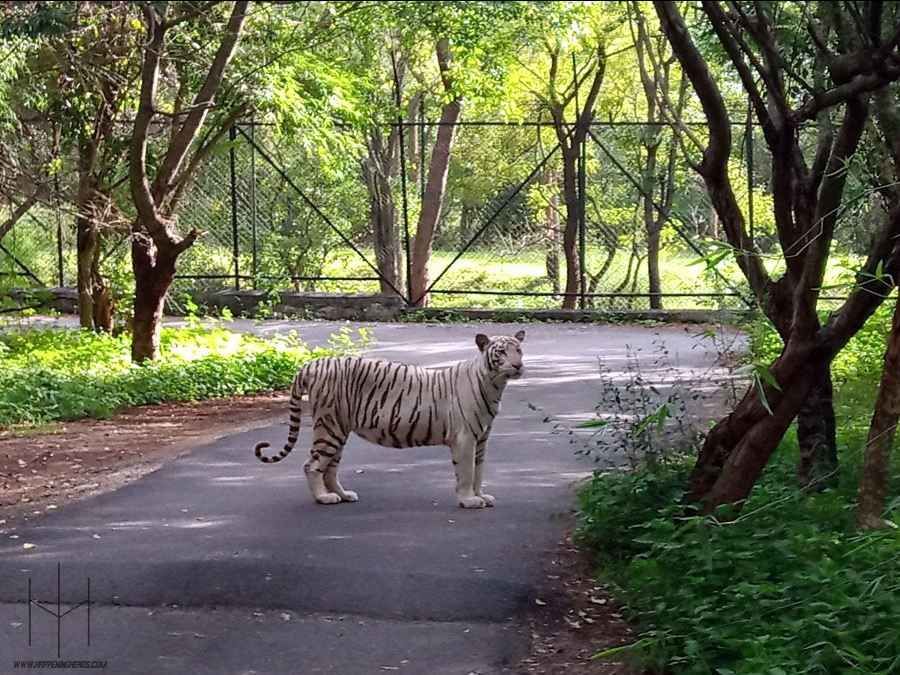Photo of Into The Wild At Happening Bannerghatta National Park In Bengaluru by Prathamesh Avachare
