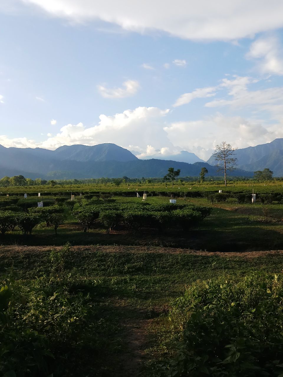 Photo of Weekend Destination in Duars : Hatipota by Sumona Dey