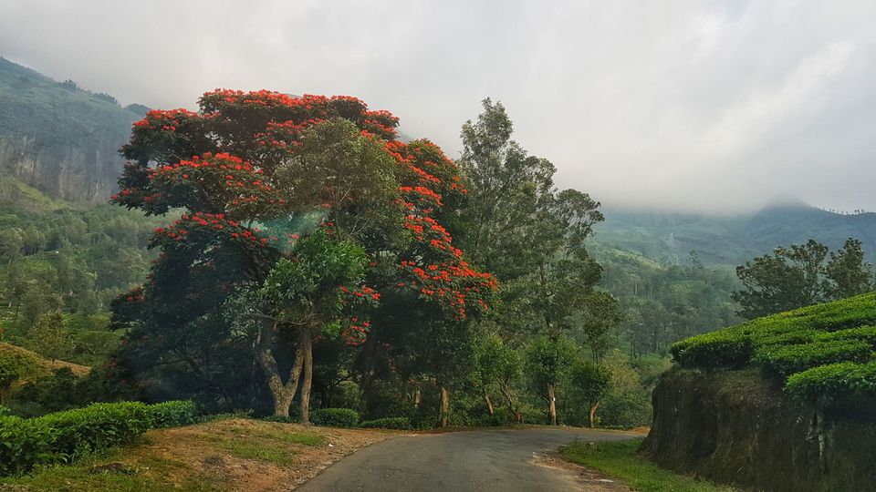 Photo of Munnar, Kerala, India by Tushar Gupta