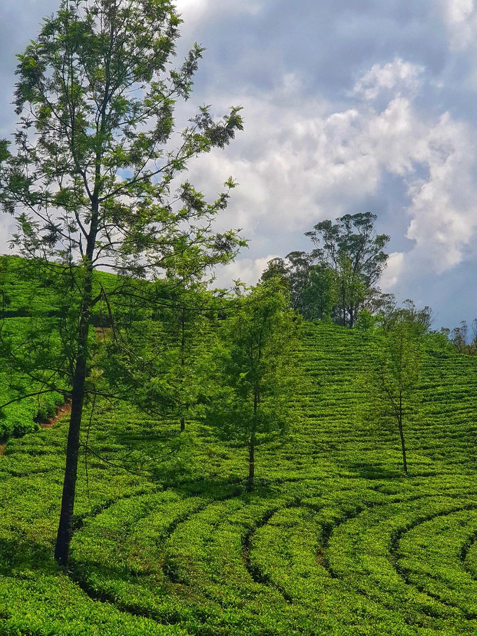 Photo of Tea Valley Resort, Munnar, Kerala, India by Tushar Gupta