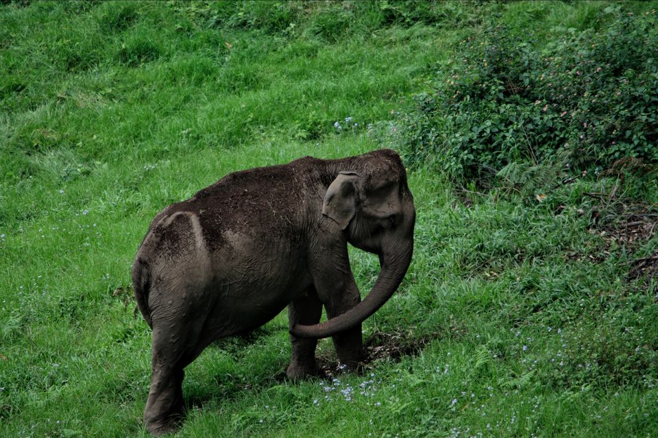 Photo of ELEPHANT COURTYARD, Munnar, Kerala, India by Tushar Gupta