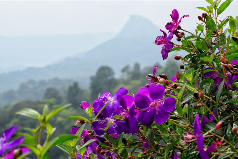 Photo of ELEPHANT COURTYARD, Munnar, Kerala, India by Tushar Gupta