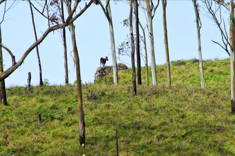 Photo of Eravikulam National Park, Kerala, India by Tushar Gupta