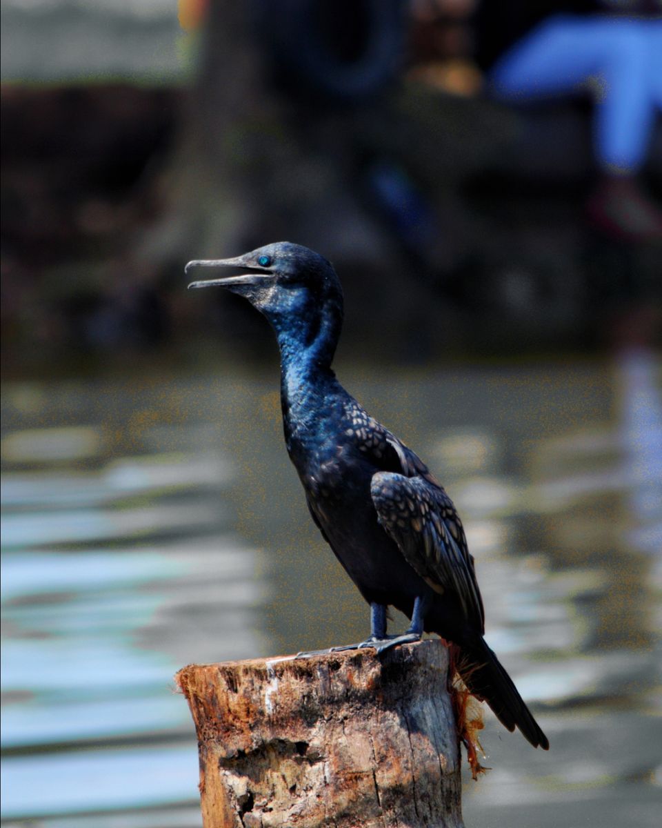 Photo of Alleppey Backwater Cruise, Punnamada, Finishing Point, Mullakkal, Kerala, India by Tushar Gupta