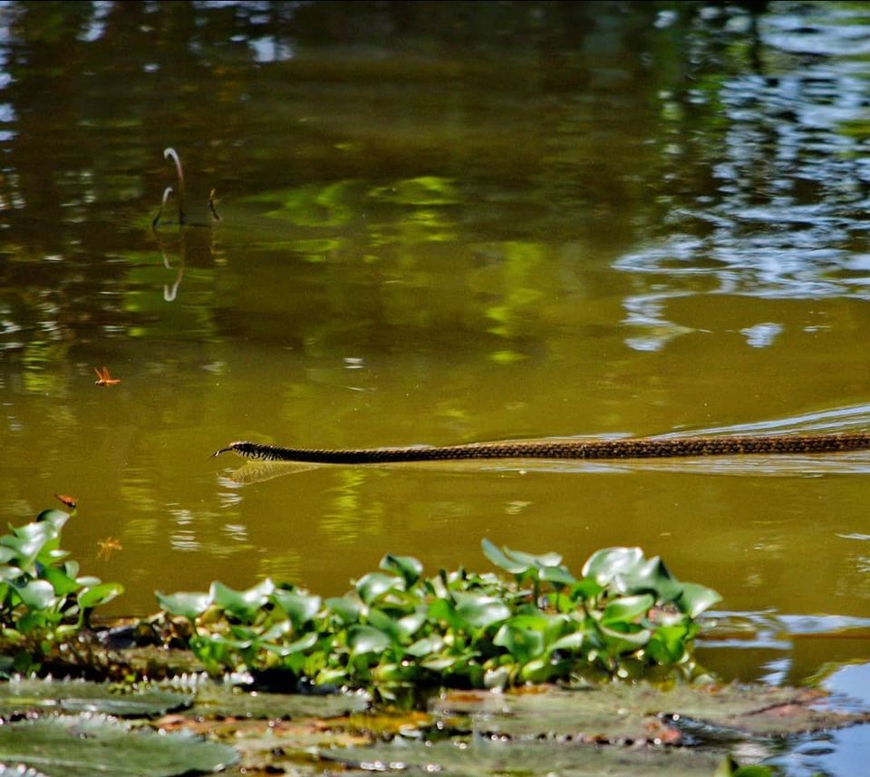 Photo of Alleppey Backwater Cruise, Punnamada, Finishing Point, Mullakkal, Kerala, India by Tushar Gupta