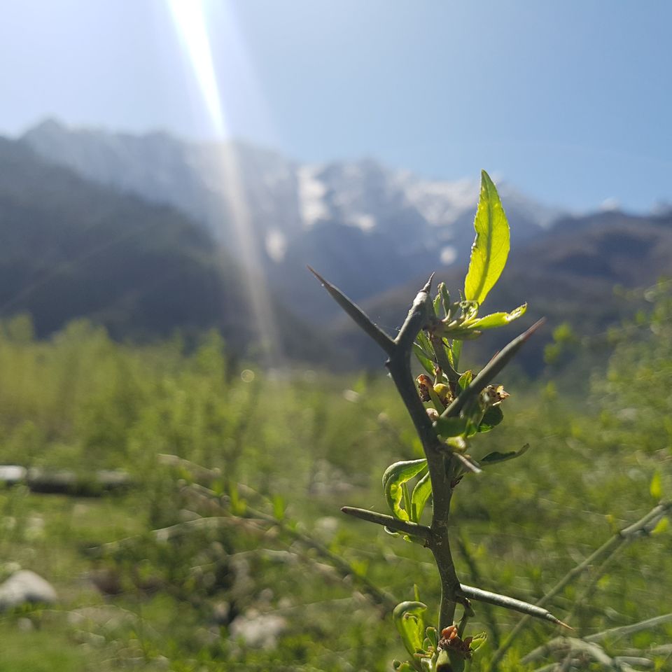 Photo of Solang Valley, Burwa, Himachal Pradesh, India by Tushar Gupta
