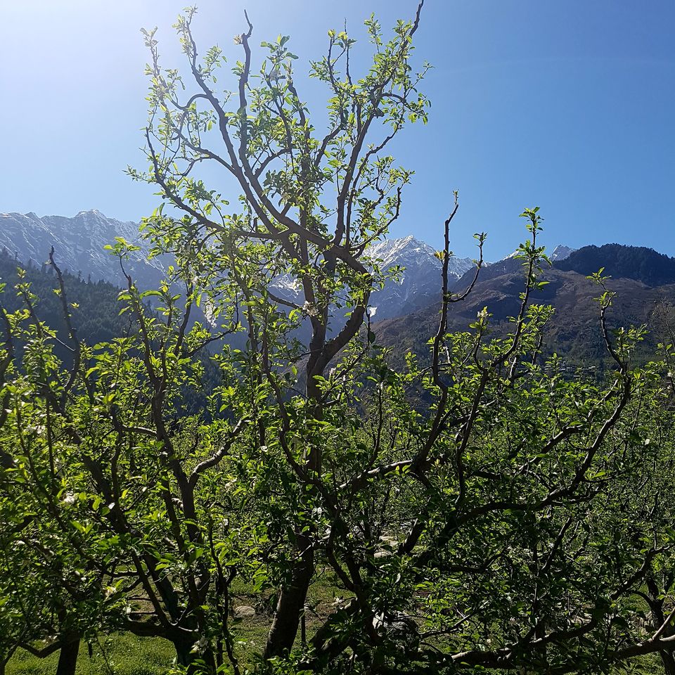Photo of Solang Valley, Burwa, Himachal Pradesh, India by Tushar Gupta