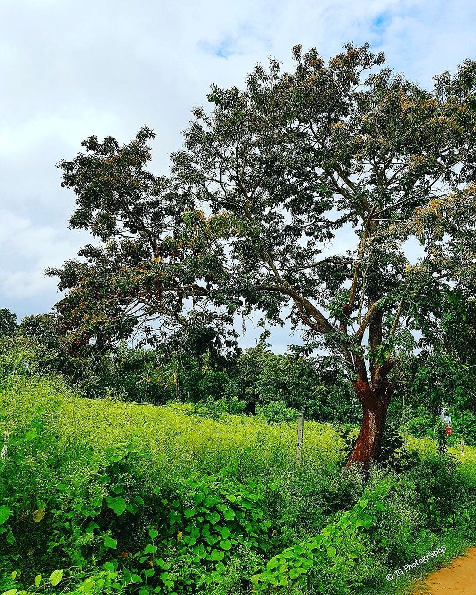 Photo of Brahmagiri, Manchalli, Karnataka, India by Tushar Gupta
