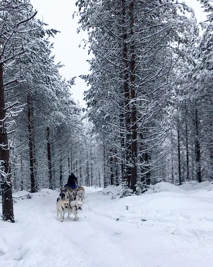 Photo of Rovaniemi, Finland by Pratyancha J Goyal