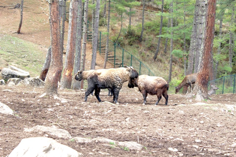 Photo of Thimphu, Bhutan by Pratyancha J Goyal