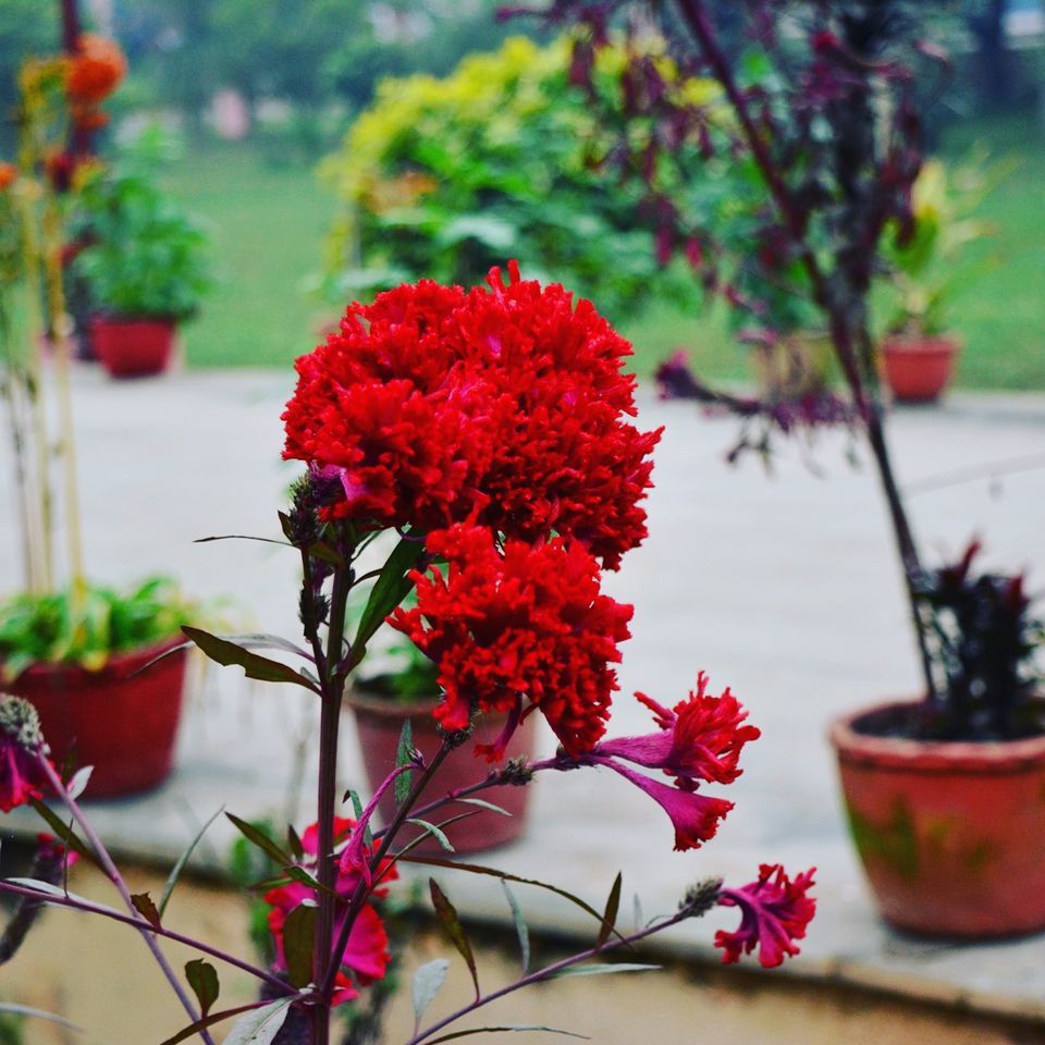 Photo of Wat Thai Temple, Rishpattan Road, Sarnath, Varanasi, Uttar Pradesh, India by NIKHIL JAIN