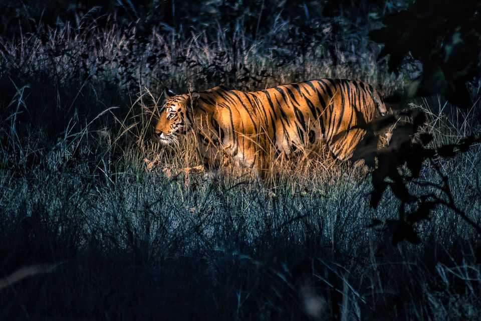 Photo of An Encounter with Tigers at Bandhavgarh National Park by NIKHIL JAIN