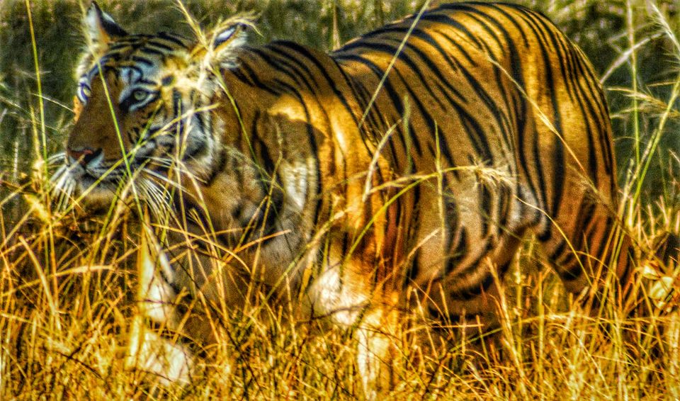 Photo of An Encounter with Tigers at Bandhavgarh National Park by NIKHIL JAIN
