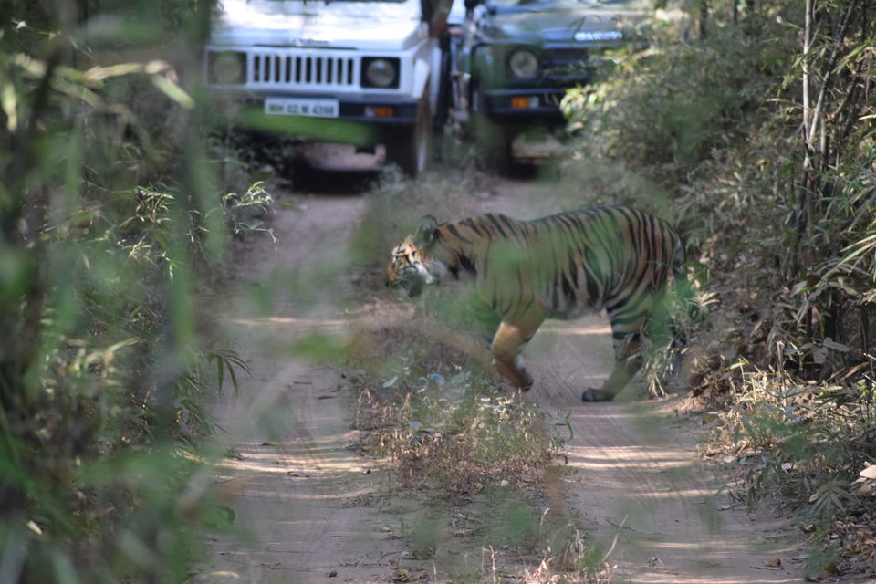 Photo of Nomad..Pune-Nagpur-Tadoba-Jabalpur.... 3/14 by Ashwin Joseph