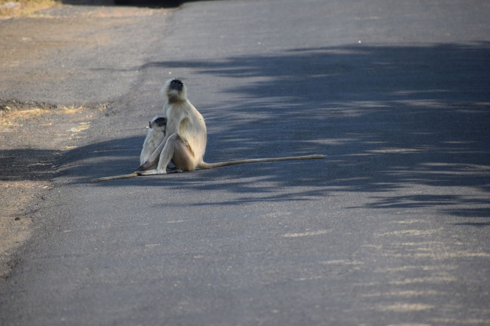 Photo of Nomad..Pune-Nagpur-Tadoba-Jabalpur.... 9/14 by Ashwin Joseph