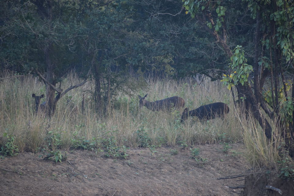 Photo of Nomad..Pune-Nagpur-Tadoba-Jabalpur.... 8/14 by Ashwin Joseph
