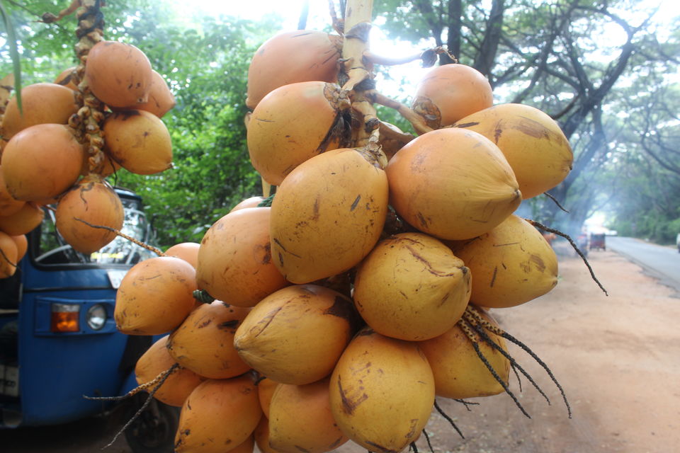 Photo of Sri Lanka- From the lens of a budget traveller 3/16 by apurvee haridwaj