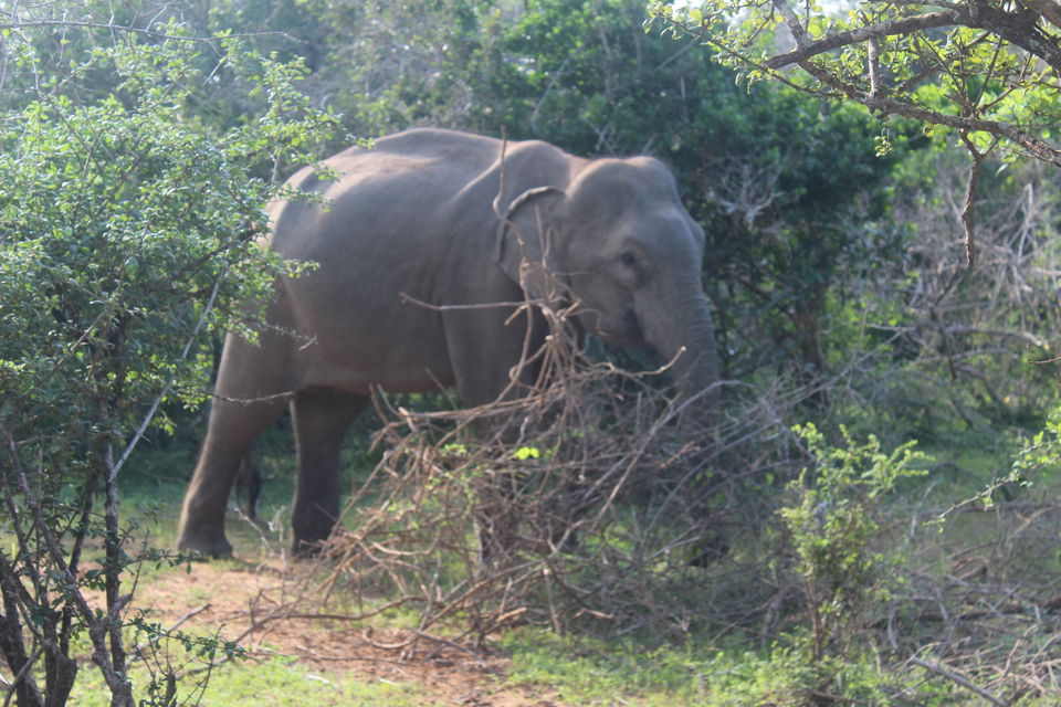 Photo of Sri Lanka- From the lens of a budget traveller 13/16 by apurvee haridwaj
