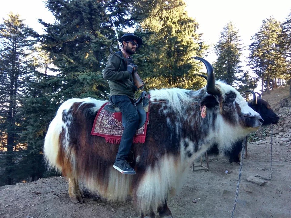 Photo of Kufri, Kufri, Himachal Pradesh, India by Harshit Kumar