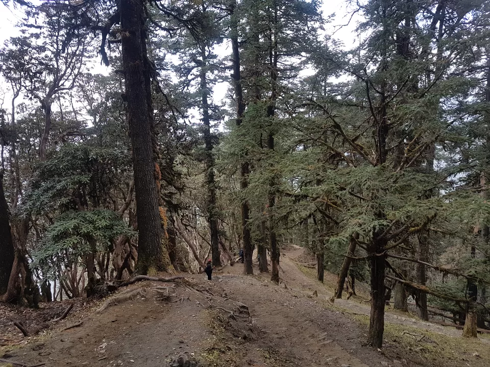 Photo of Wan, Uttarakhand, India by Aanjikya Shukla