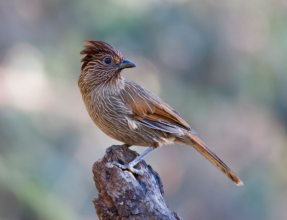 Photo of Birding Trip to Sat Tal, Pangot and Corbet National Park 1/3 by dipika