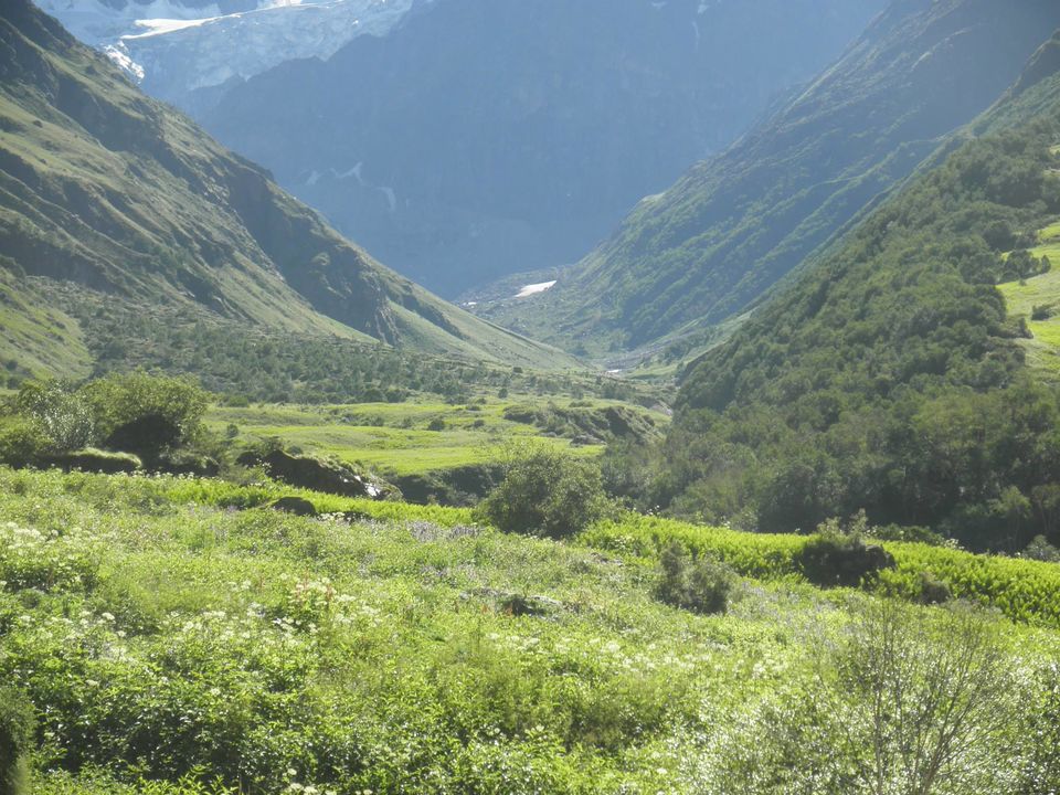 Photo of Valley of Flowers : World's Garden & Hemkund (Uttarakand, INDIA) 35/40 by SHIMOJ