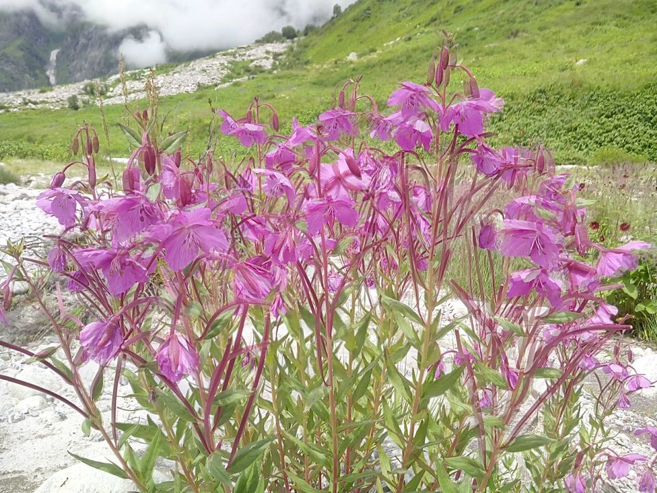 Photo of Valley of Flowers : World's Garden & Hemkund (Uttarakand, INDIA) 16/40 by SHIMOJ