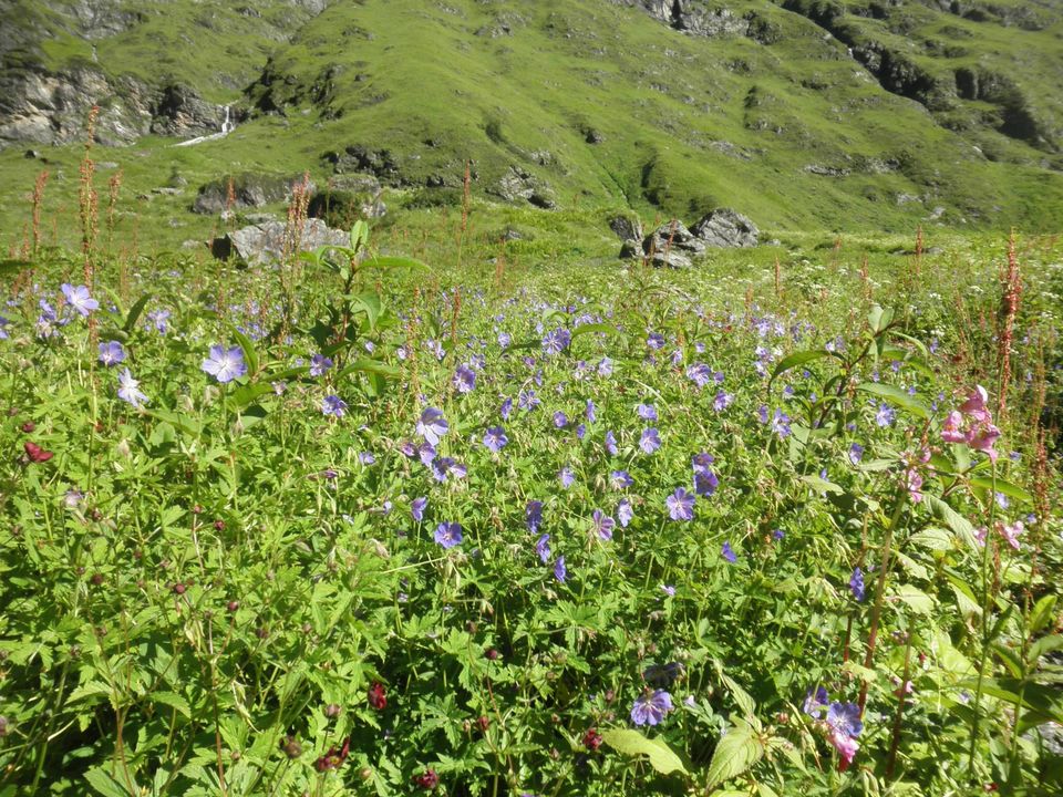 Photo of Valley of Flowers : World's Garden & Hemkund (Uttarakand, INDIA) 34/40 by SHIMOJ