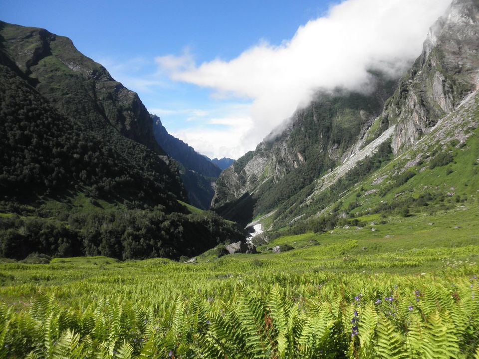 Photo of Valley of Flowers : World's Garden & Hemkund (Uttarakand, INDIA) 38/40 by SHIMOJ