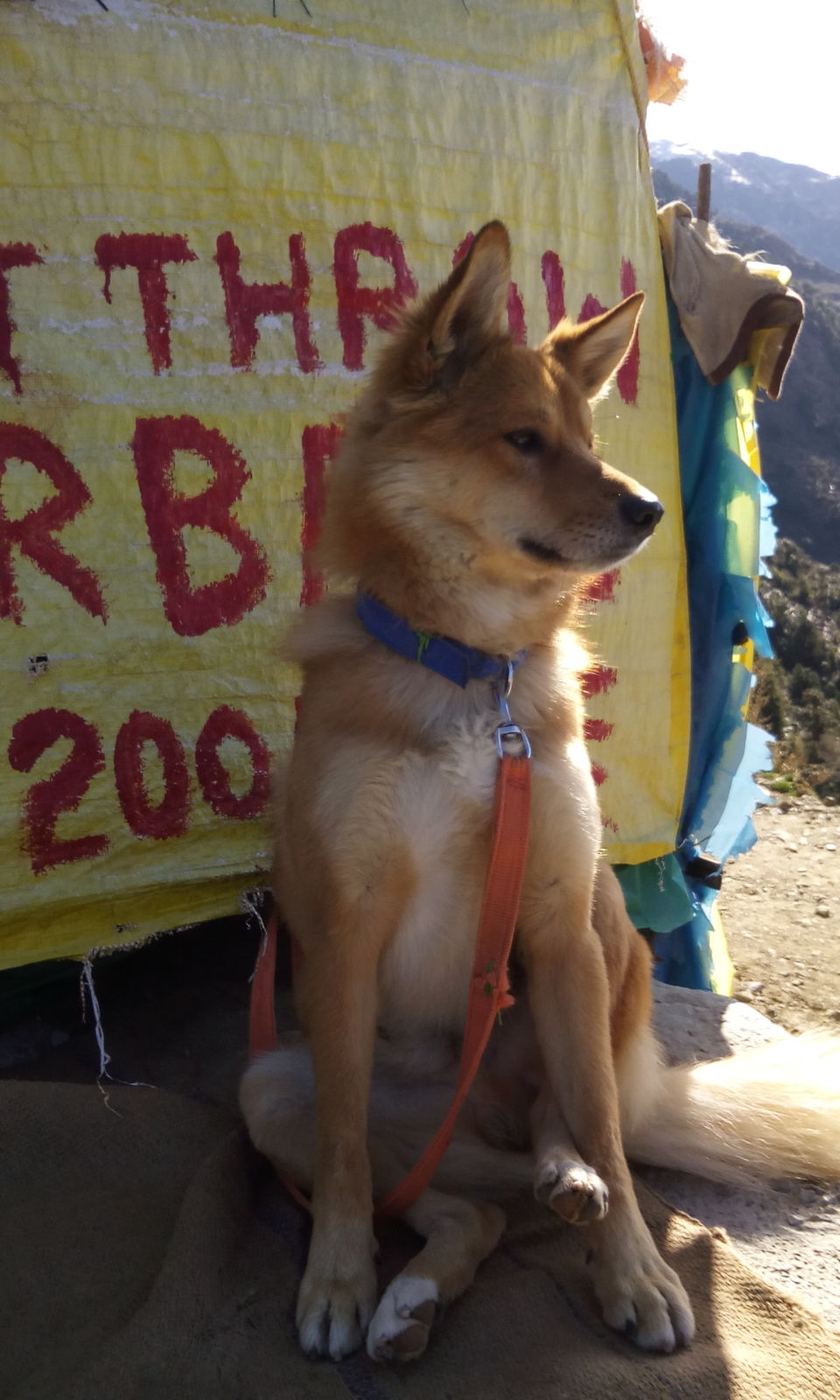 Photo of McLeod Ganj and Kangra with backpack (INDIA) 5/23 by SHIMOJ