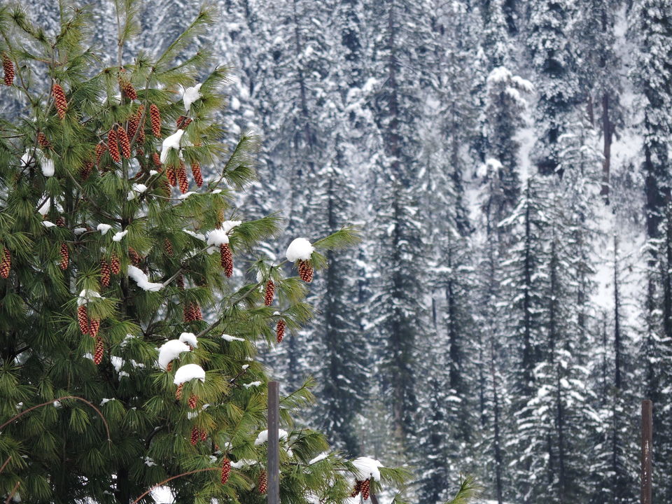 Photo of In pursuit of snow on Himachal's homecoming odyssey by Sameer Wadhwani