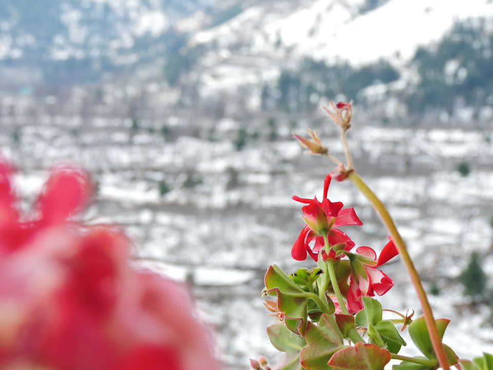 Photo of In pursuit of snow on Himachal's homecoming odyssey by Sameer Wadhwani