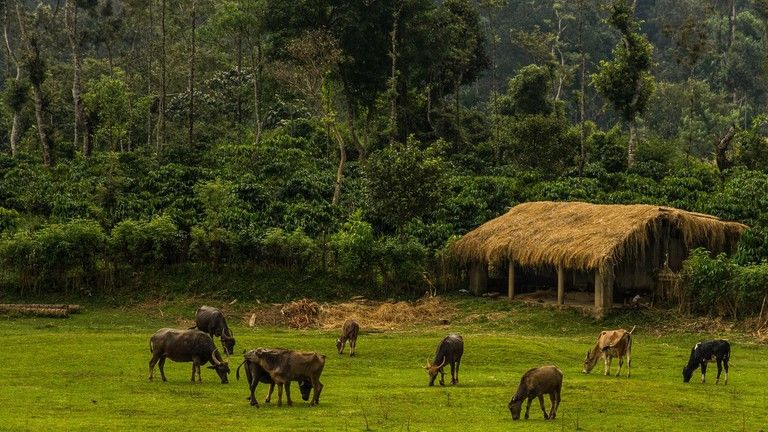 Photo of Six Best Things to do in Coorg by Dedipya Basak
