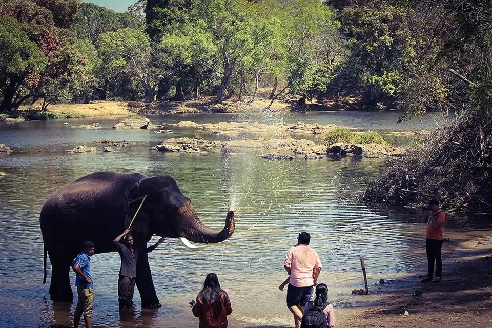 Photo of Dubare Elephant Camp-Resort-Junglelodges, Nanjarayapatna, Karnataka, India by Dedipya Basak